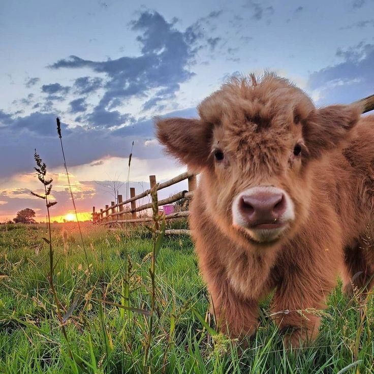 cute highland cow wallpapers 0040