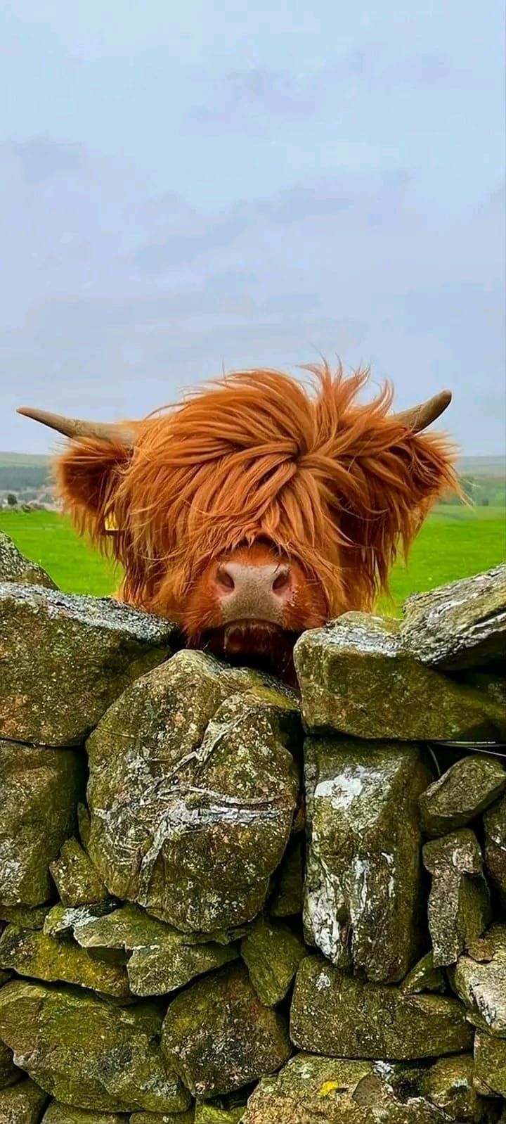 cute highland cow wallpapers 0041