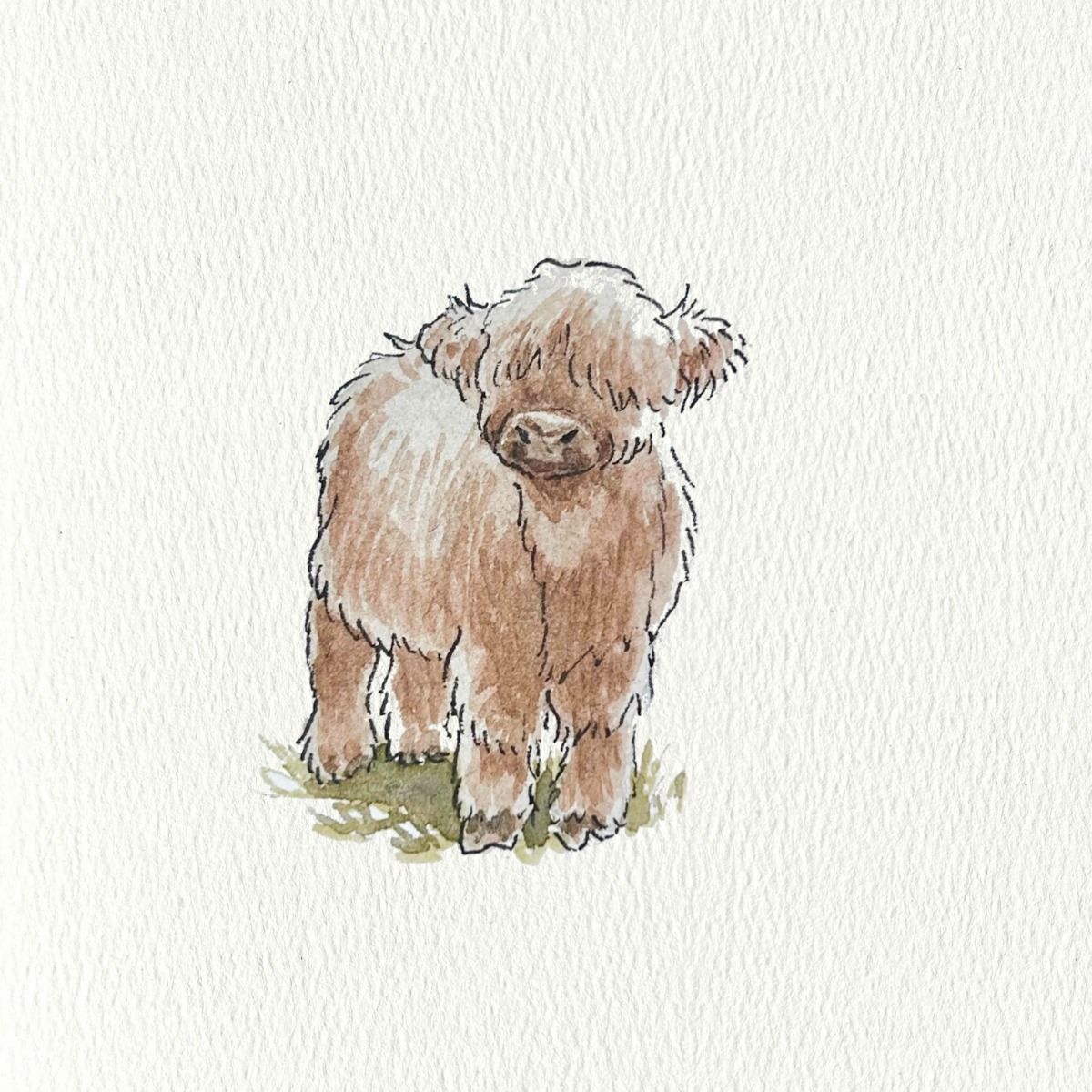 cute highland cow wallpapers 0042