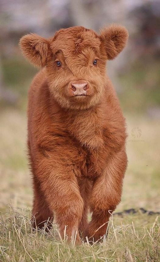 cute highland cow wallpapers 0043