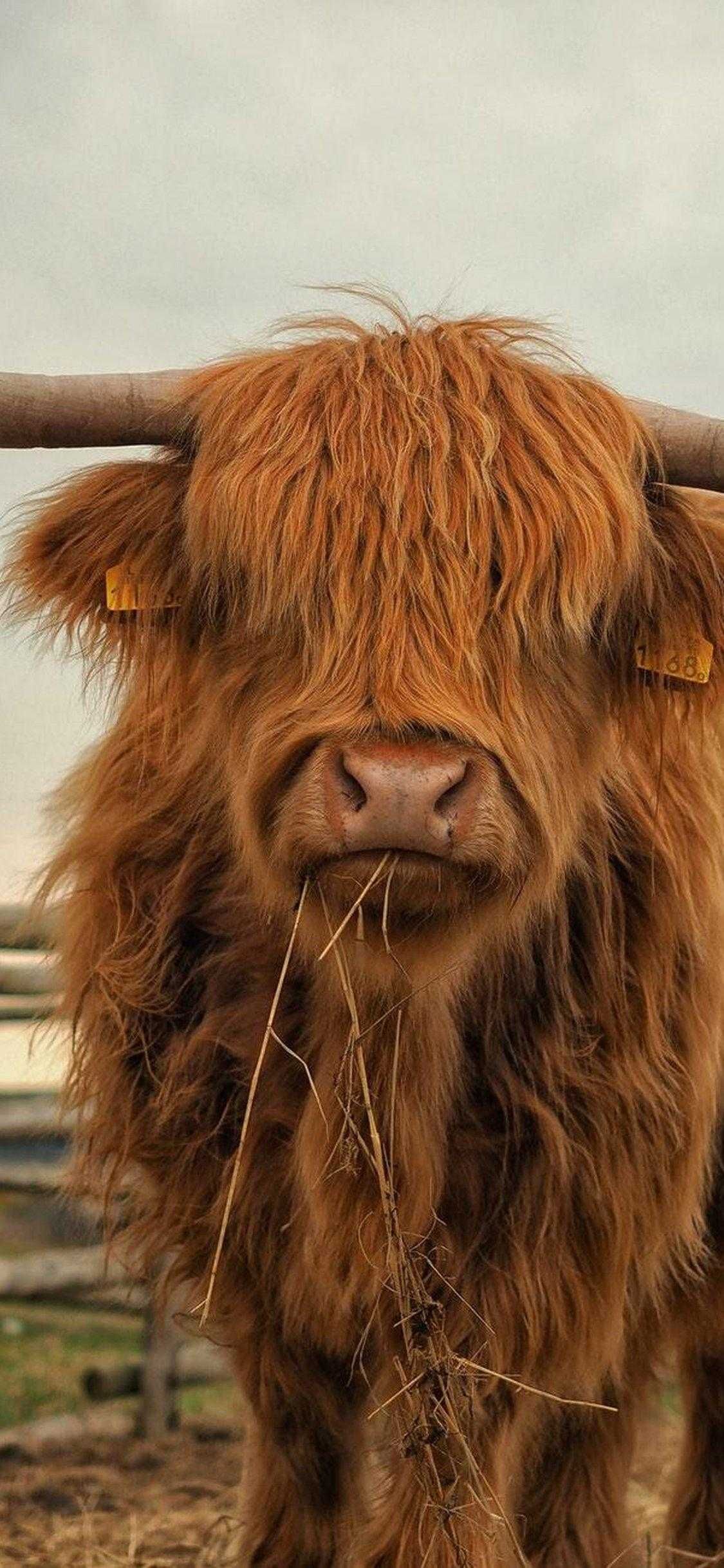 cute highland cow wallpapers 0045