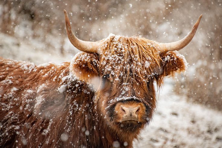 cute highland cow wallpapers 0047