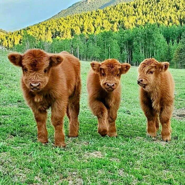 cute highland cow wallpapers 0058