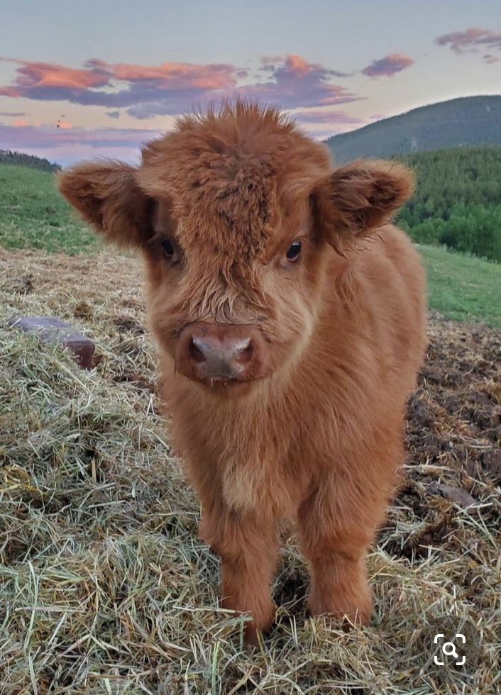 cute highland cow wallpapers 0059