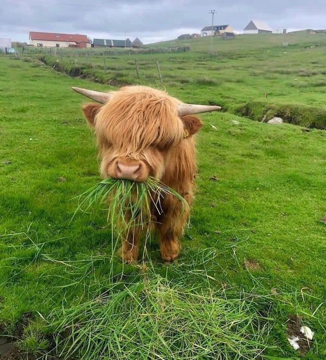 cute highland cow wallpapers 0063