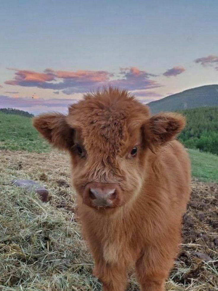 cute highland cow wallpapers 0066