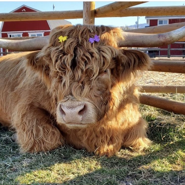 cute highland cow wallpapers 0071