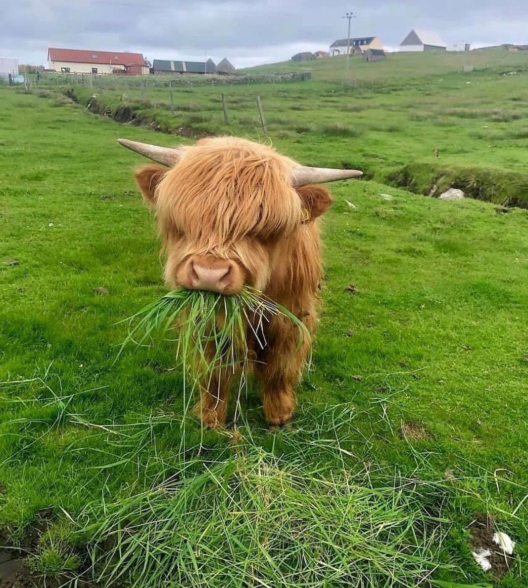 cute highland cow wallpapers 0072