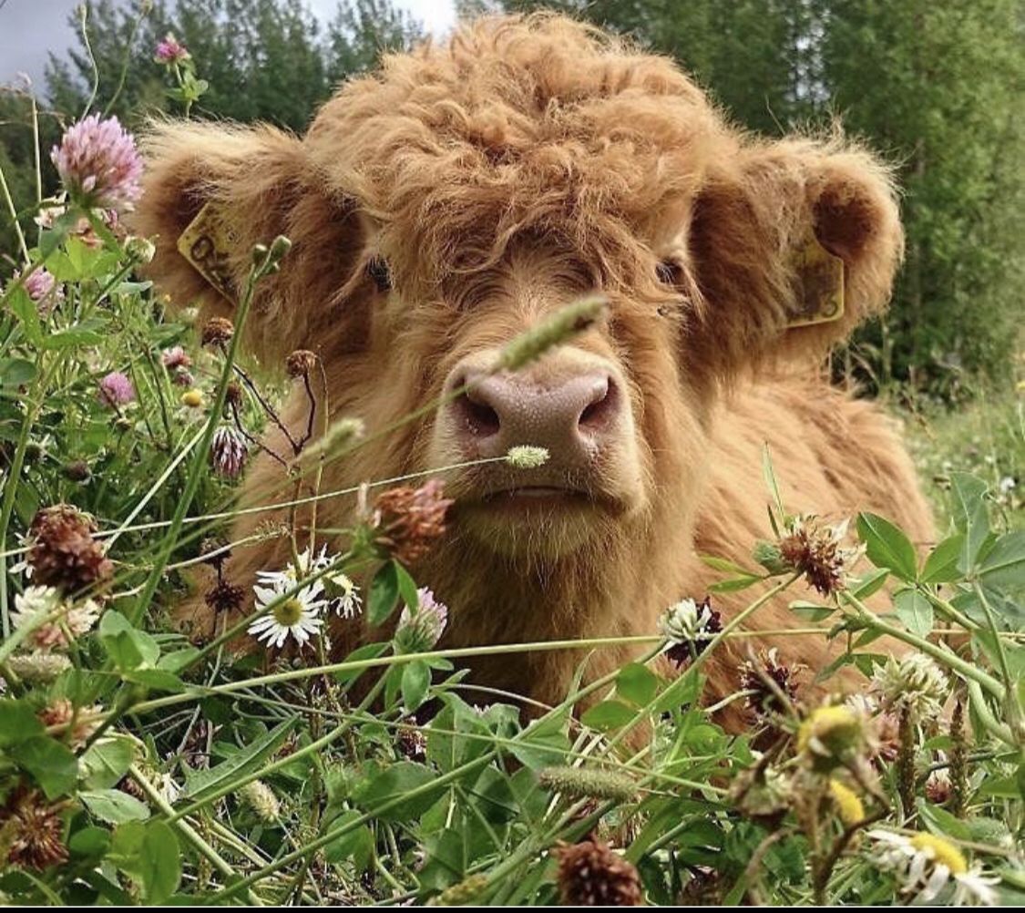 cute highland cow wallpapers 0076