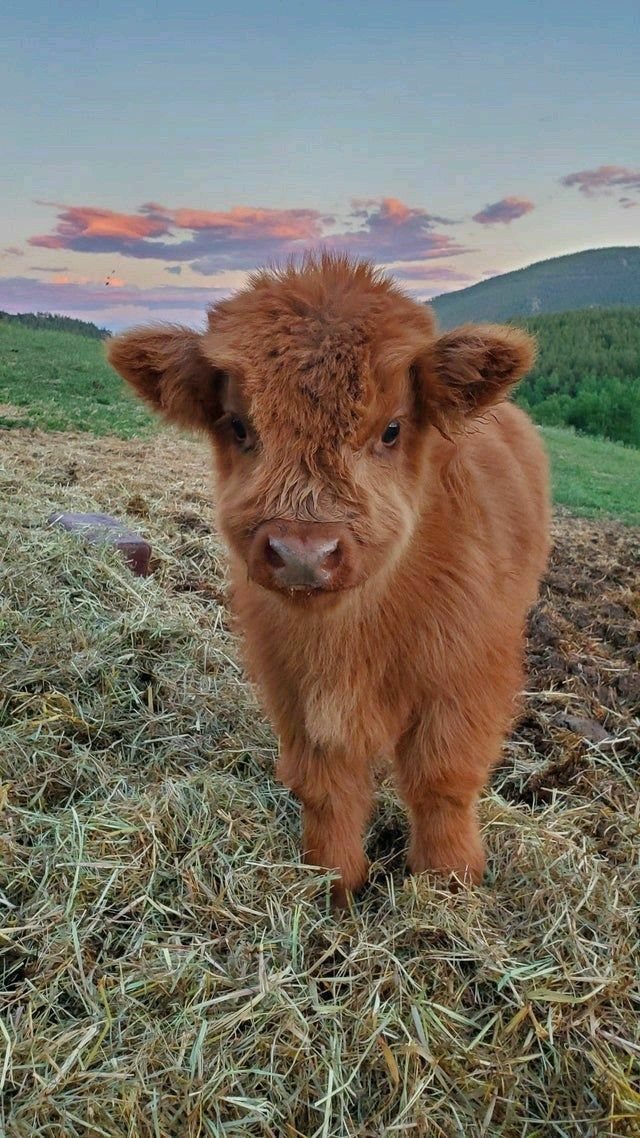 cute highland cow wallpapers 0078