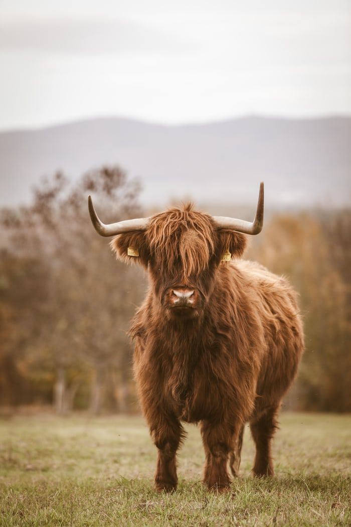 cute highland cow wallpapers 0080