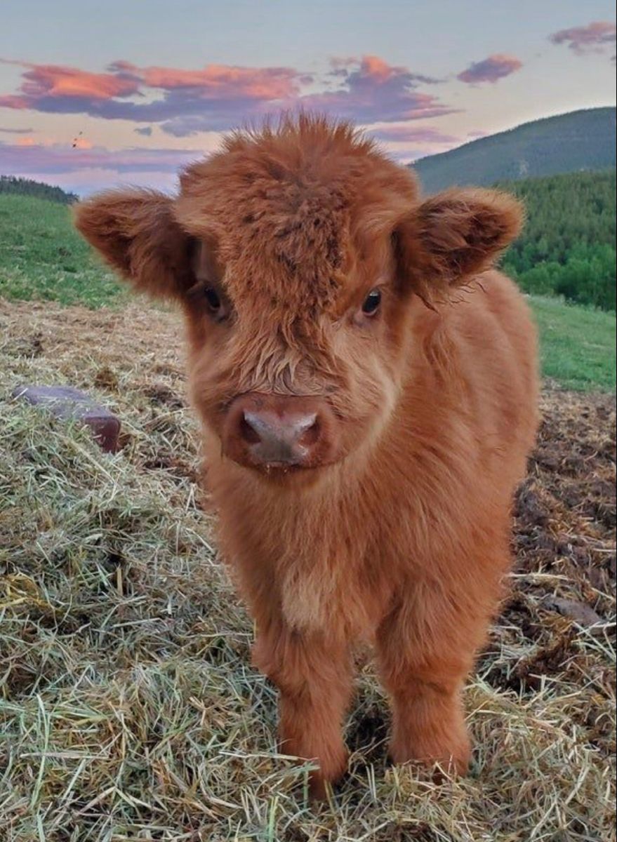 cute highland cow wallpapers 0081