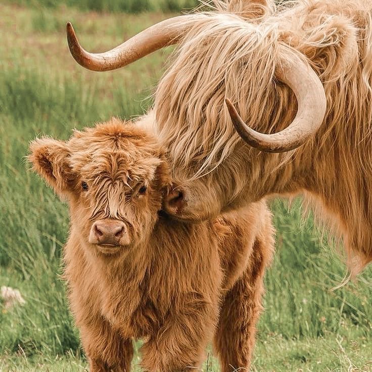 cute highland cow wallpapers 0085