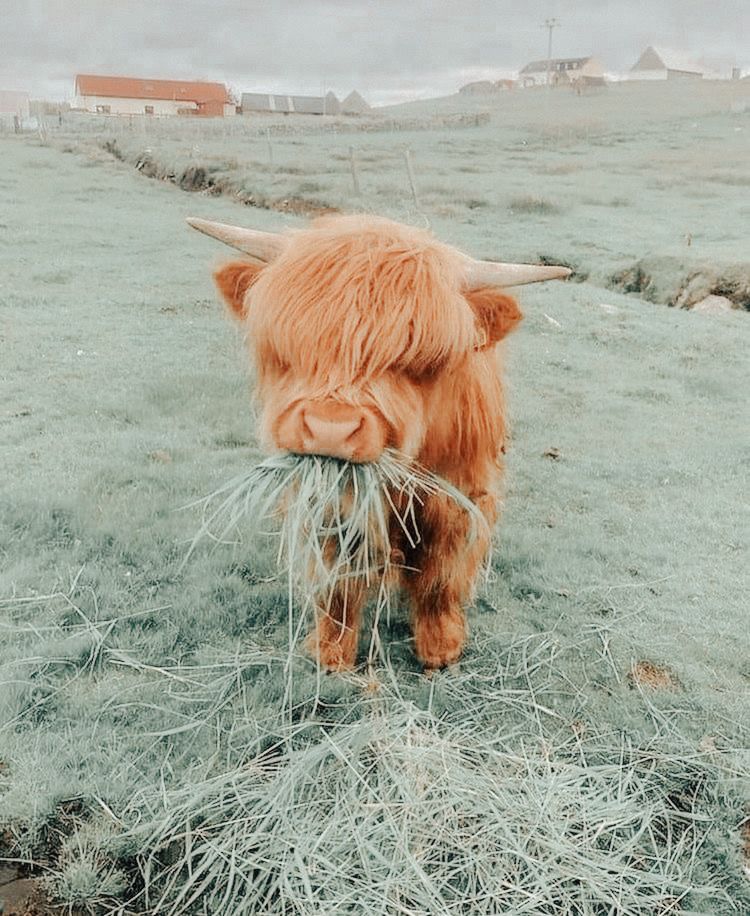 cute highland cow wallpapers 0088