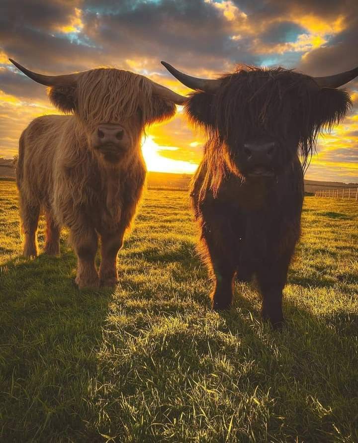 cute highland cow wallpapers 0089