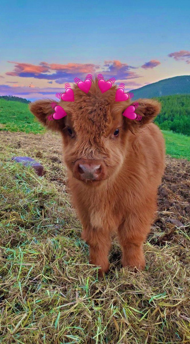 cute highland cow wallpapers 0090