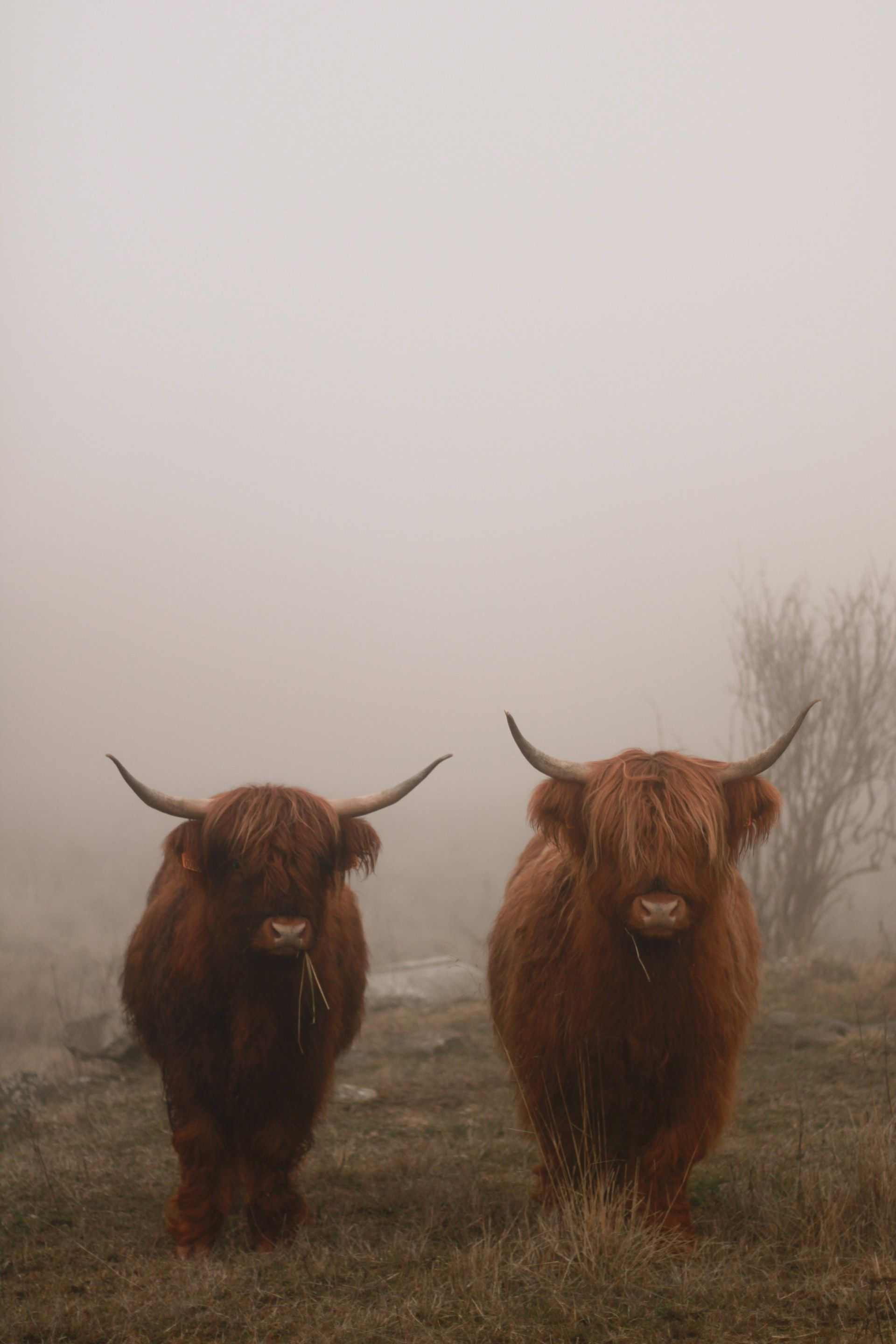 cute highland cow wallpapers 0091