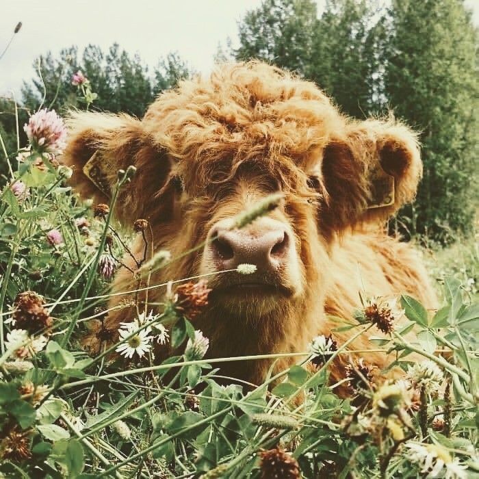 cute highland cow wallpapers 0093