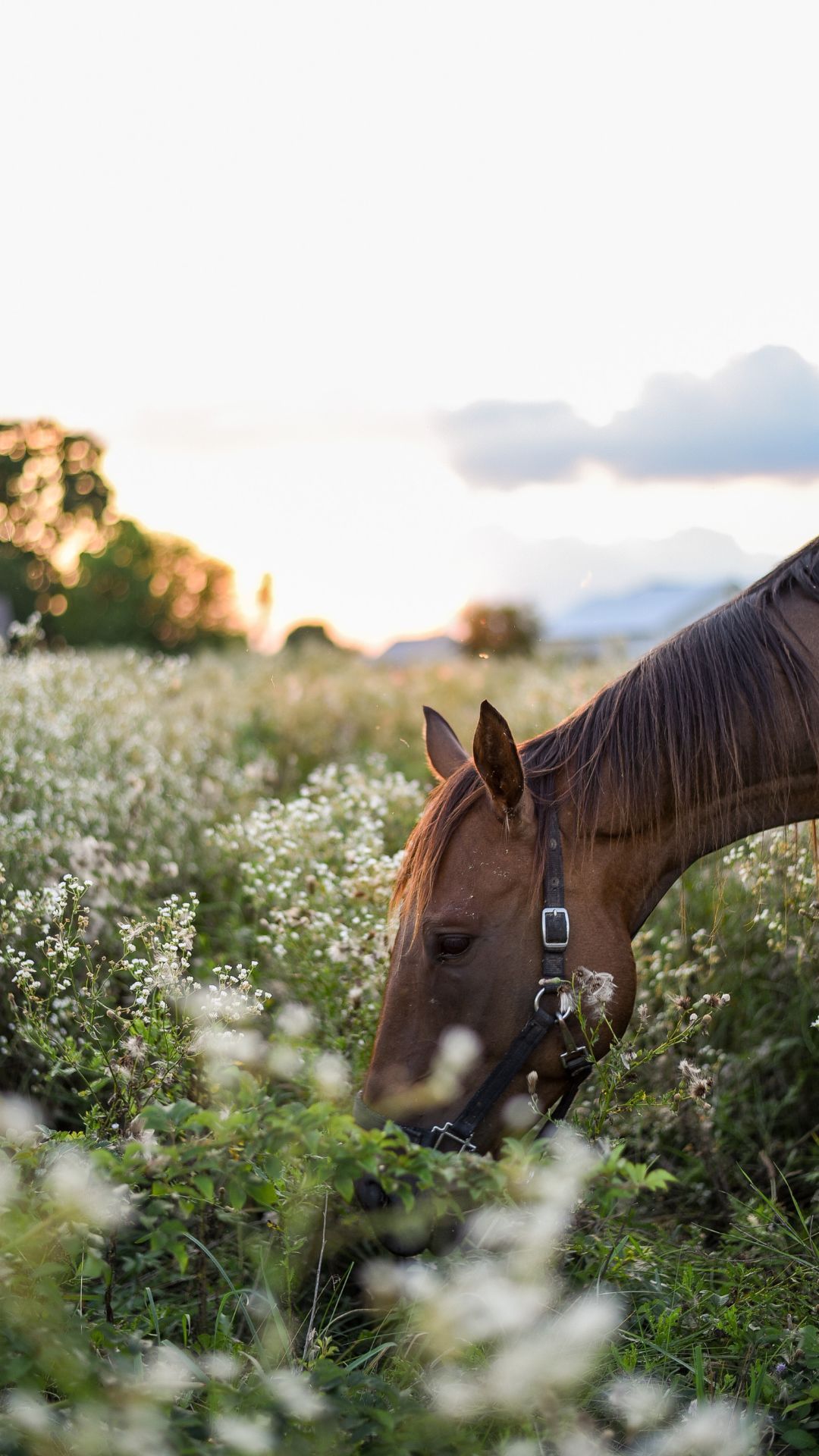 cute horse wallpapers for laptops