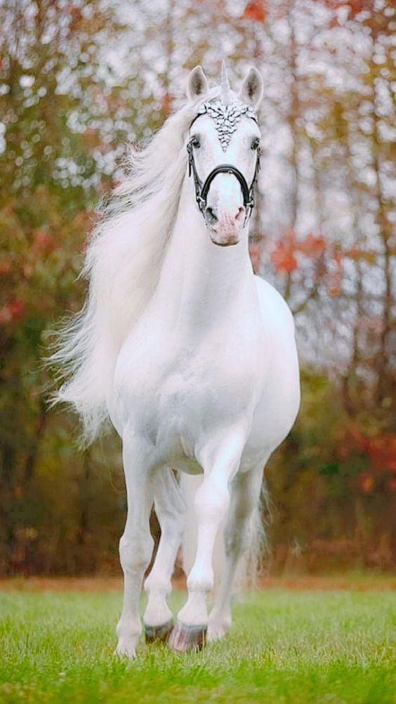 cute horse wallpapers 0011