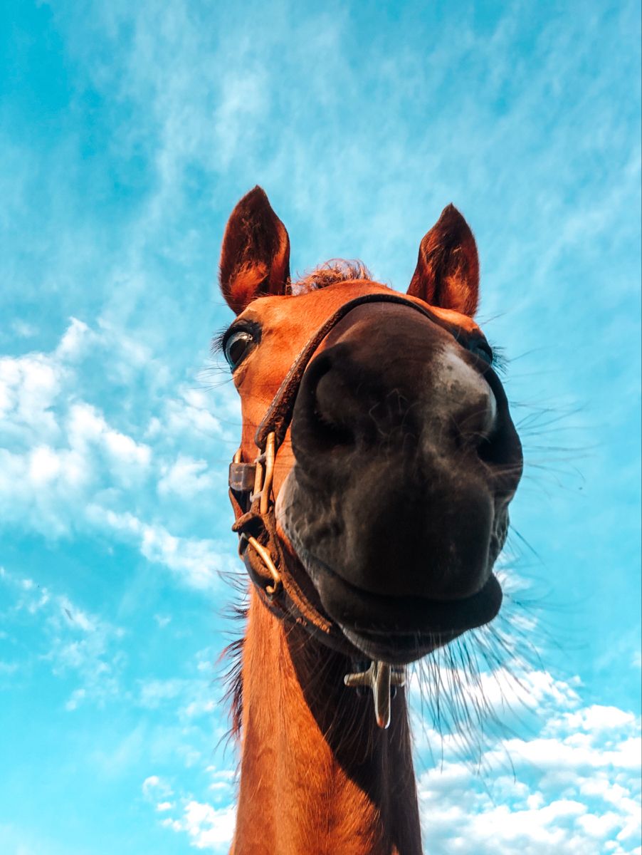 cute horse wallpapers 0017