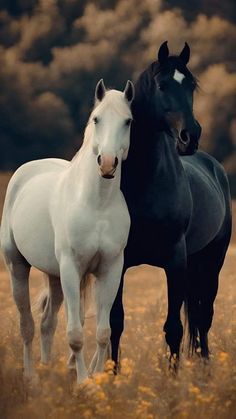 cute horse wallpapers 0031