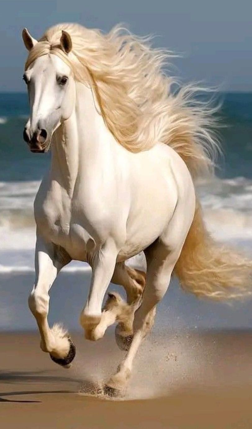 cute horse wallpapers 0069