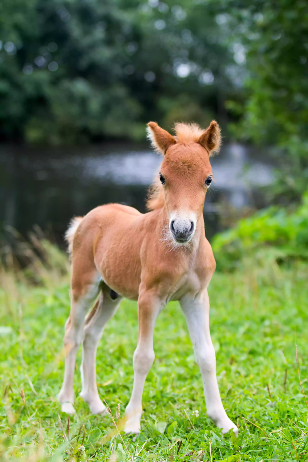 cute horse wallpapers 0071