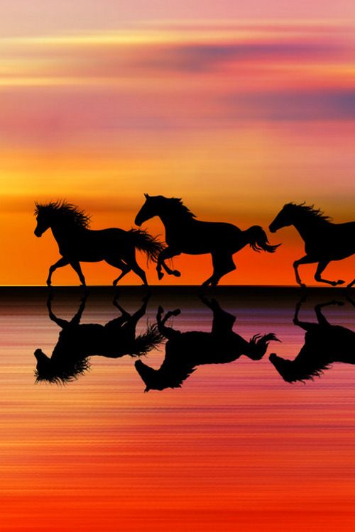 cute horse wallpapers 0081