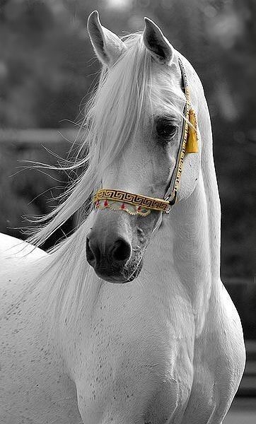 cute horse wallpapers 0085