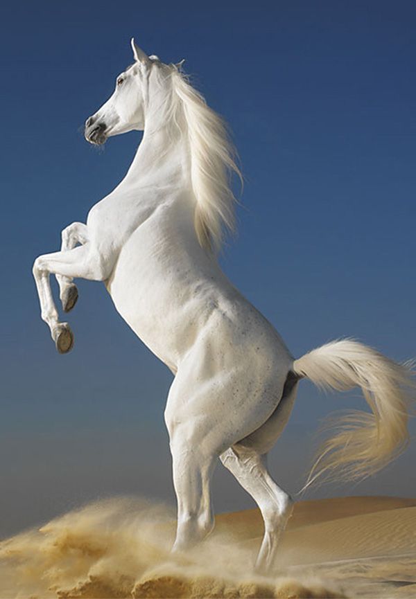 cute horse wallpapers 0096