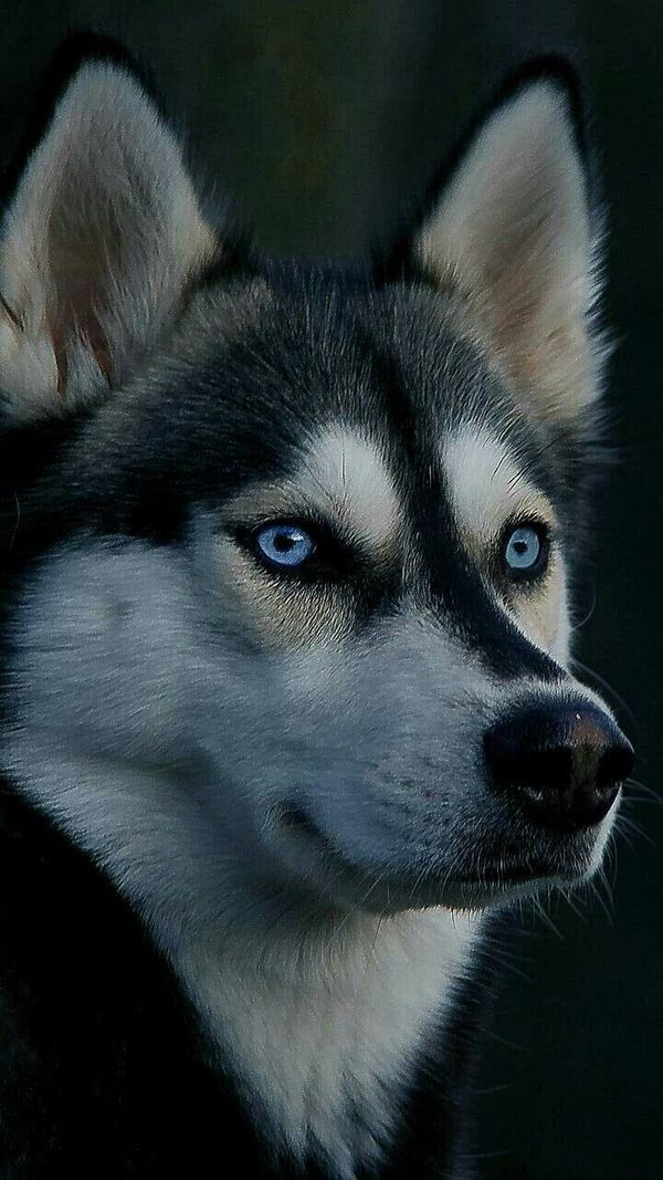 cute husky wallpapers 0011