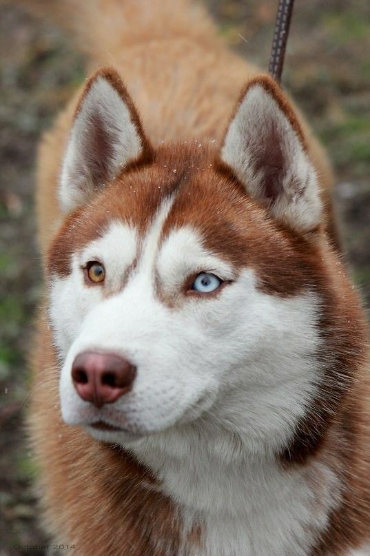 cute husky wallpapers 0013