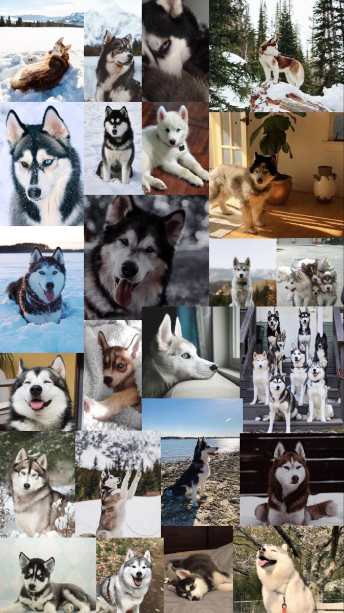 cute husky wallpapers 0014