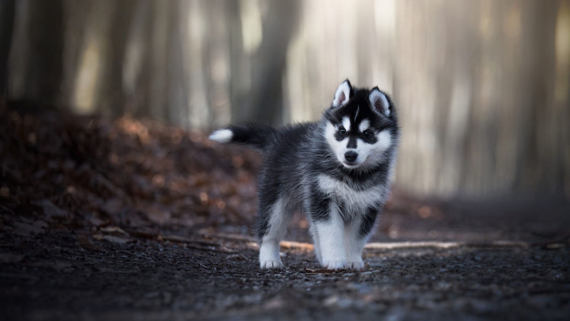 cute husky wallpapers 0015