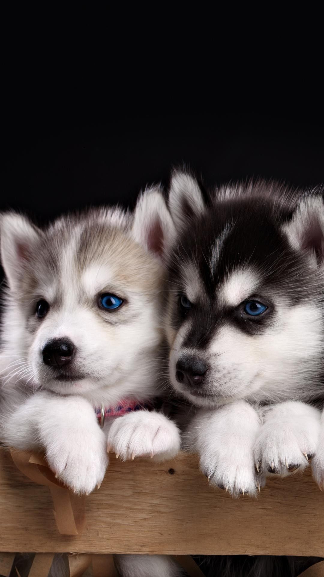 cute husky wallpapers 0019