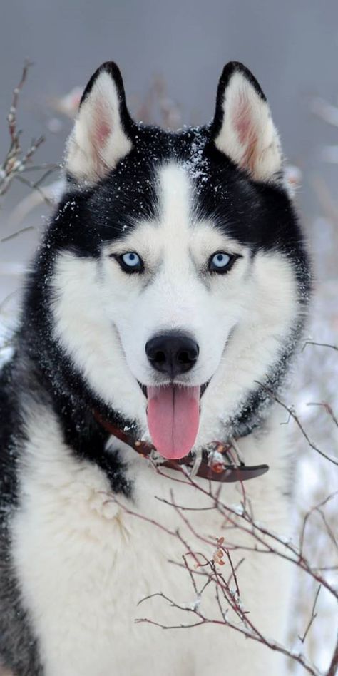 cute husky wallpapers 0021