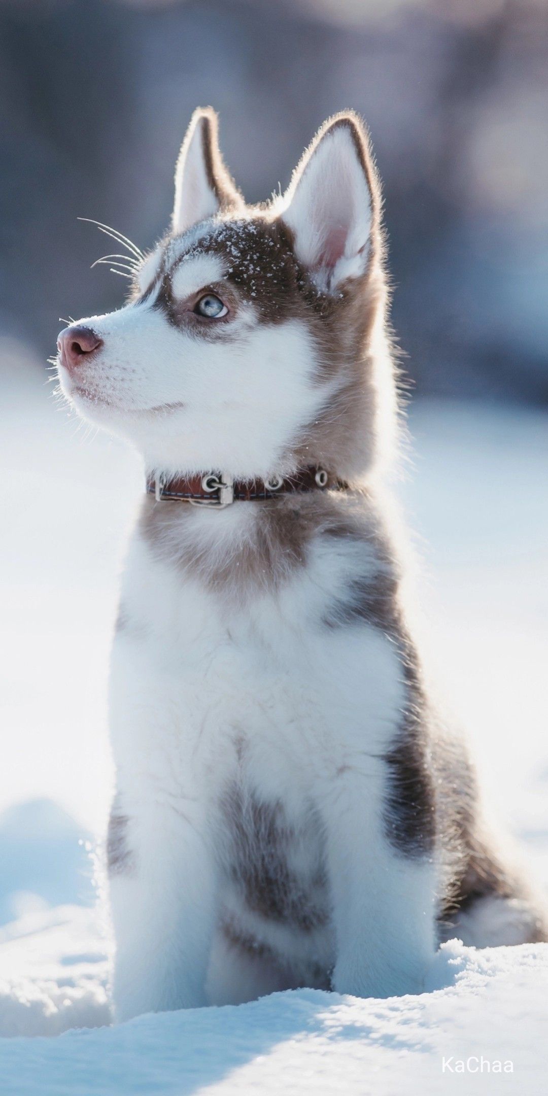 cute husky wallpapers 0024