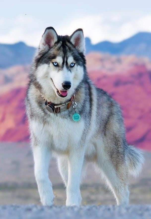 cute husky wallpapers 0026