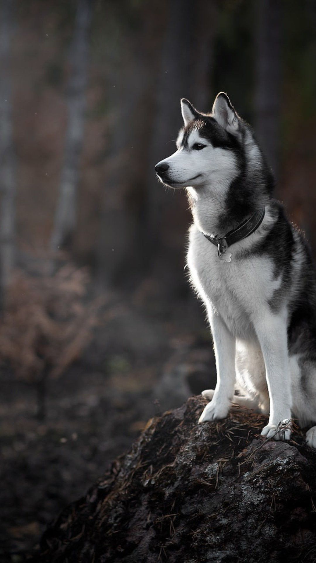 cute husky wallpapers 0027