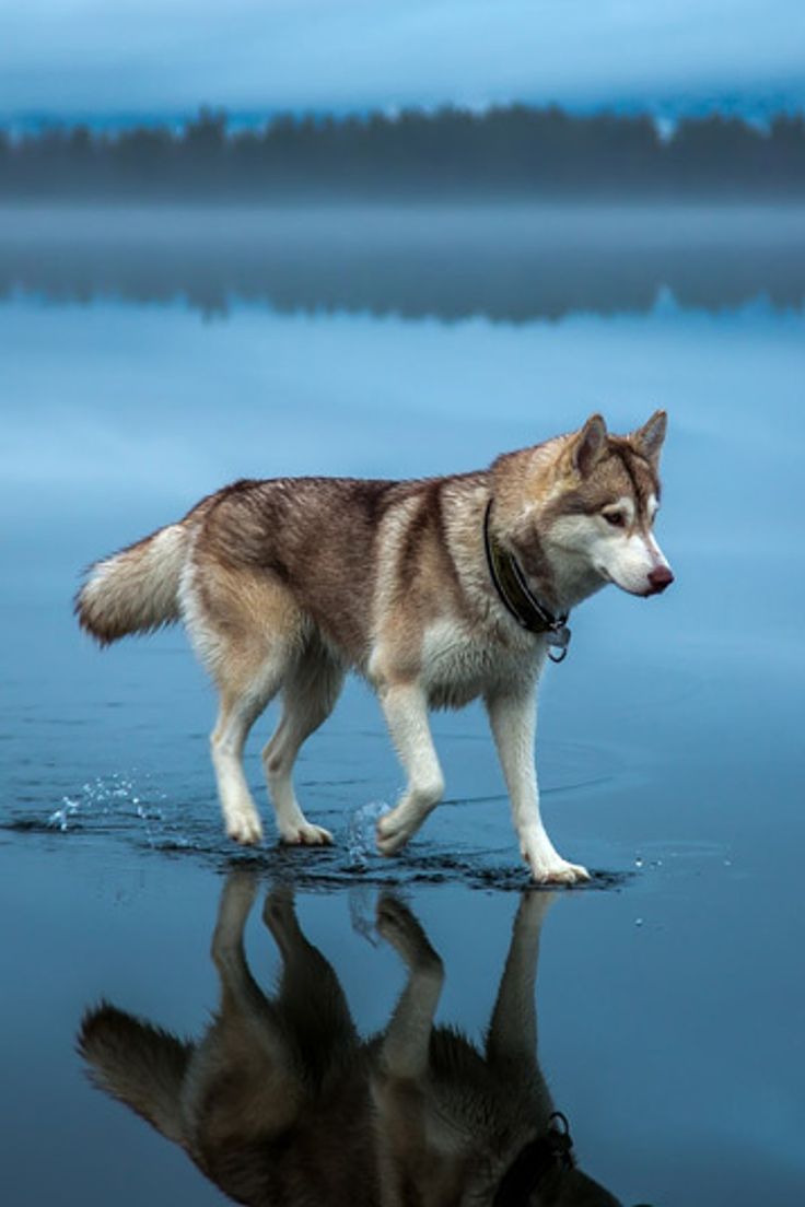 cute husky wallpapers 0030