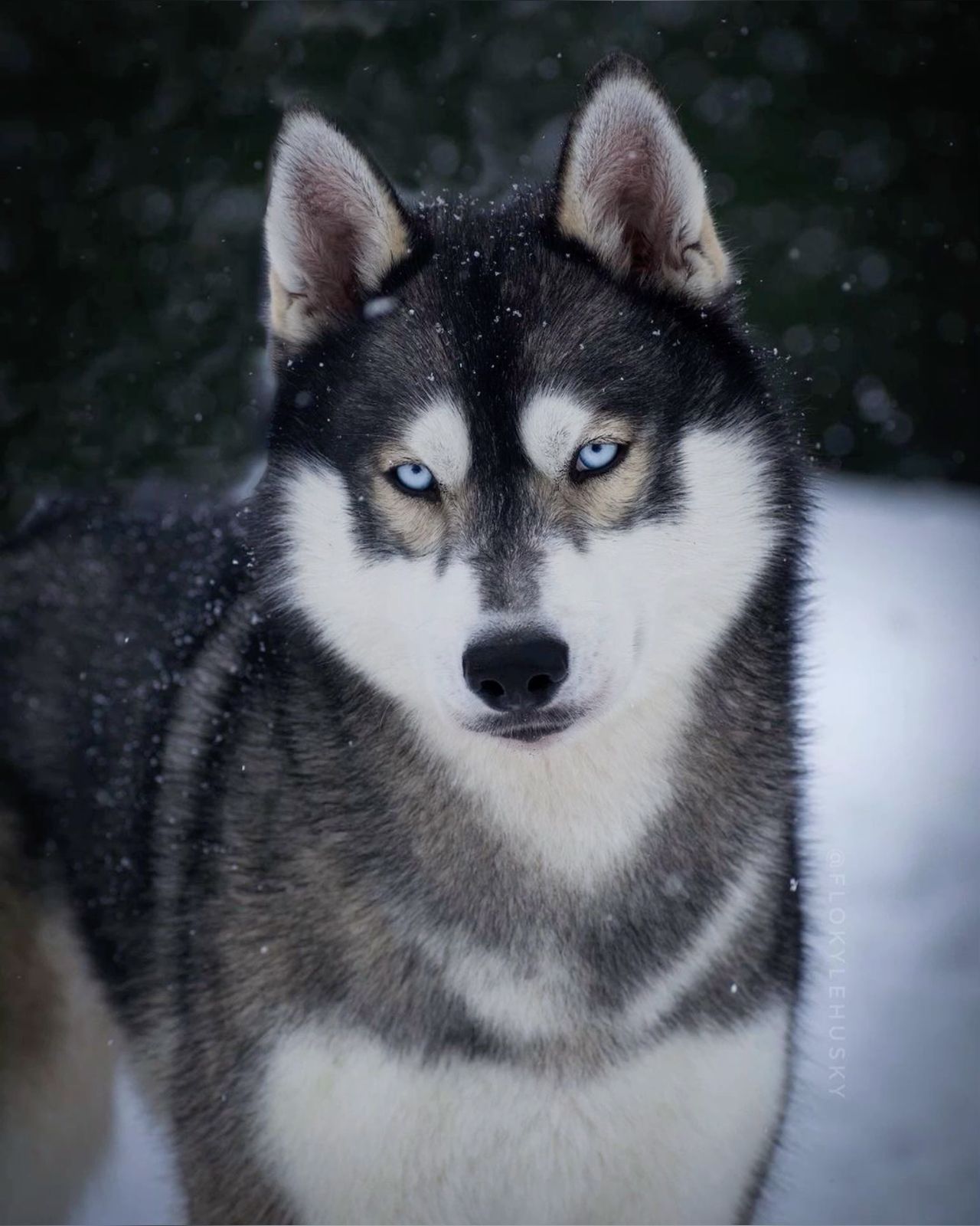 cute husky wallpapers 0031