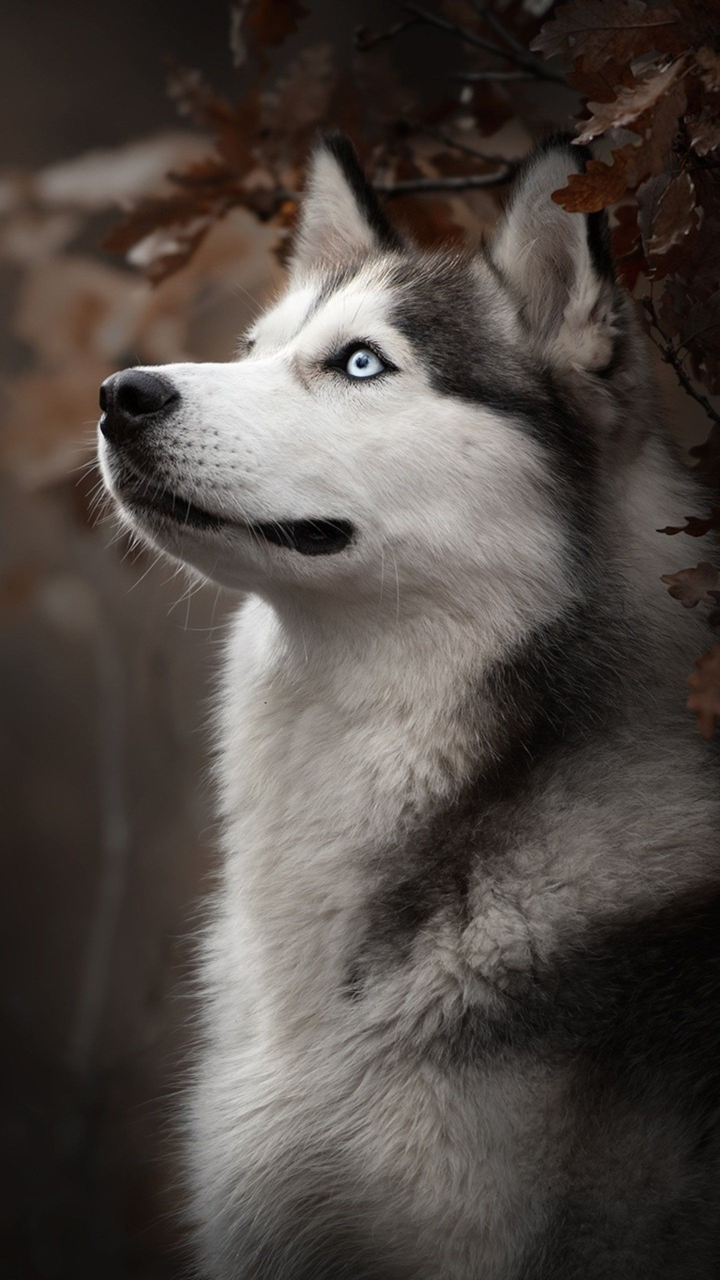 cute husky wallpapers 0036