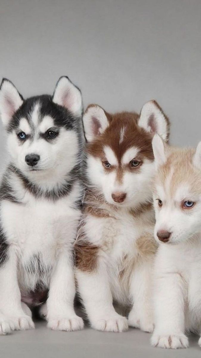 cute husky wallpapers 0037