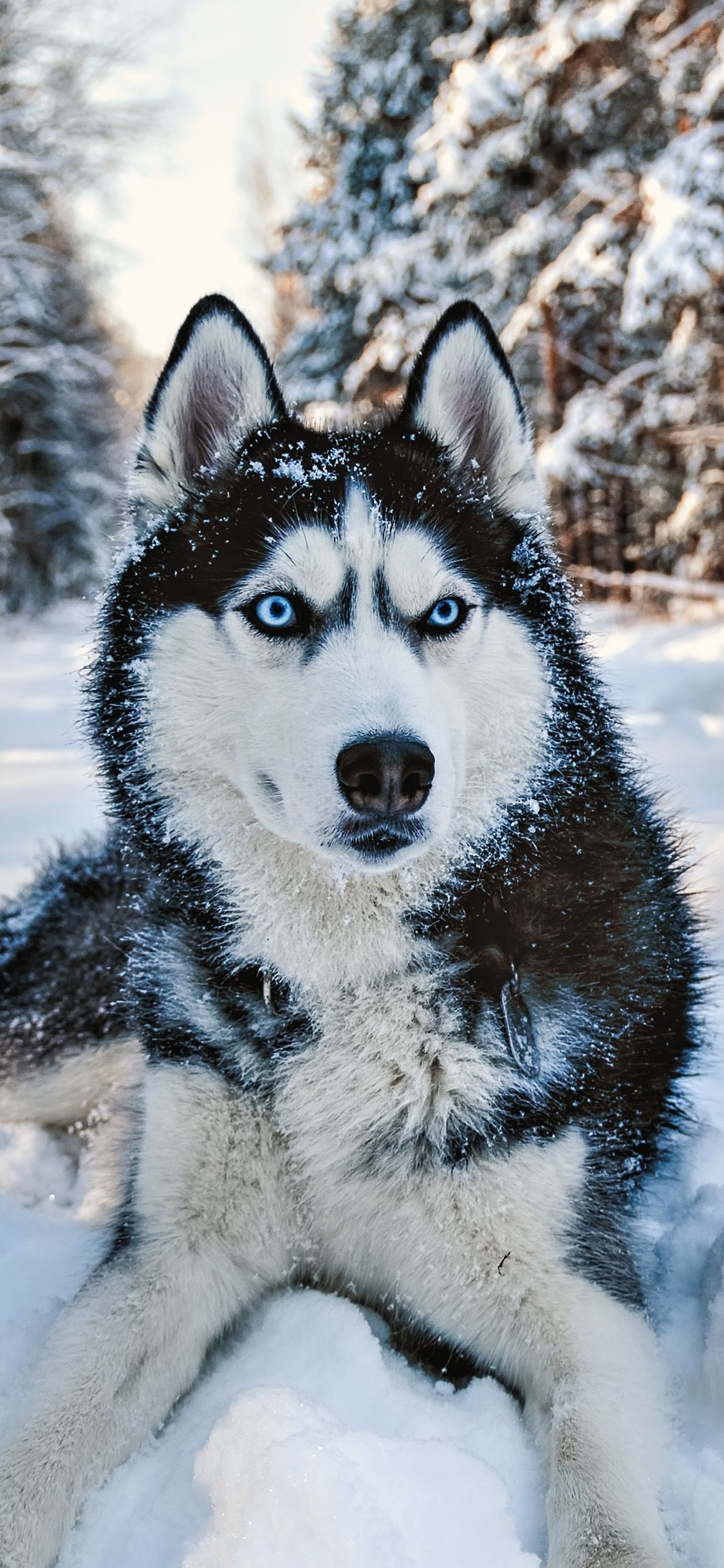 cute husky wallpapers 0040