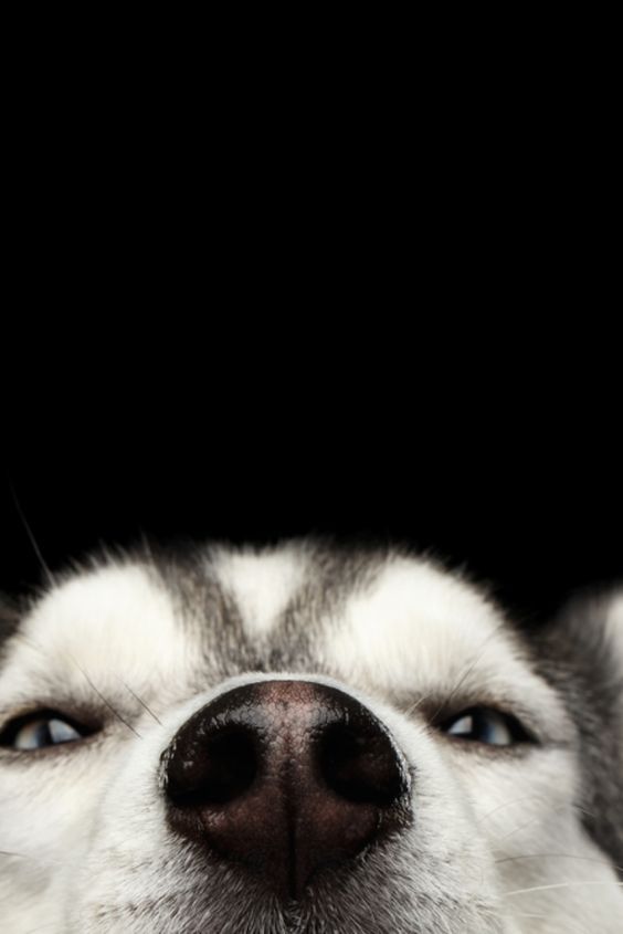 cute husky wallpapers 0043