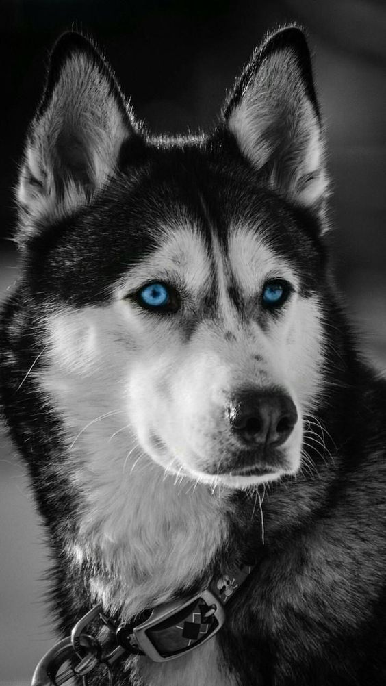 cute husky wallpapers 0047