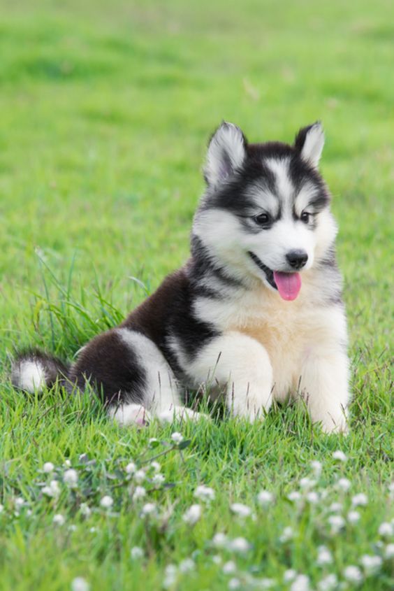 cute husky wallpapers 0051