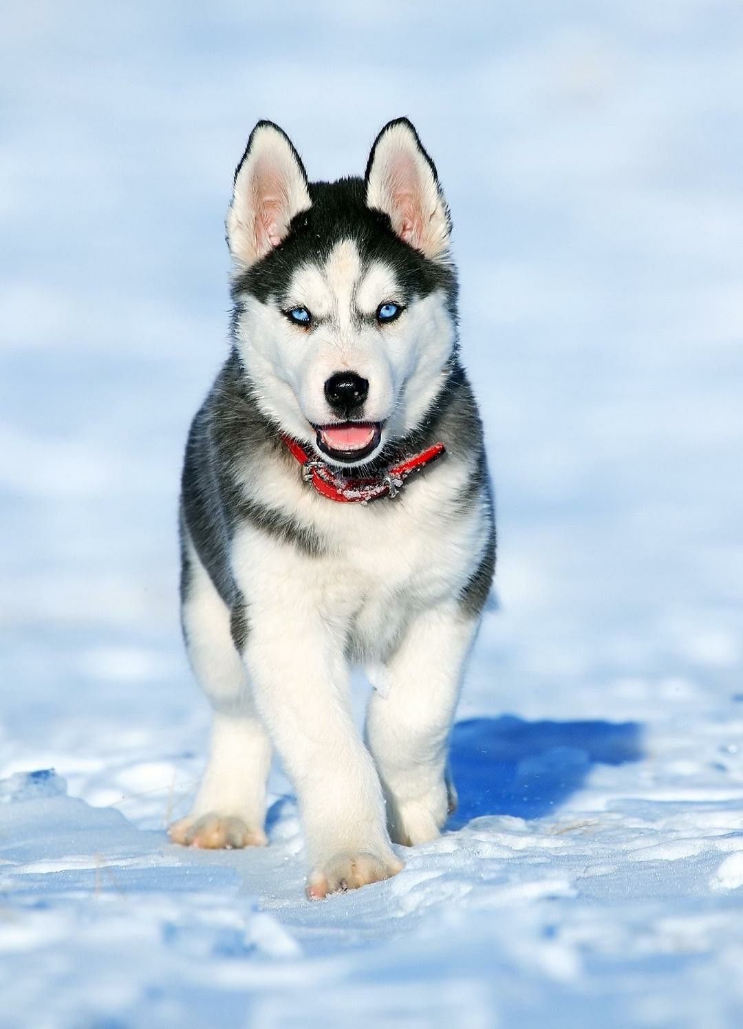 cute husky wallpapers 0052