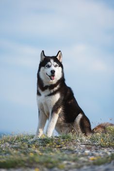 cute husky wallpapers 0054